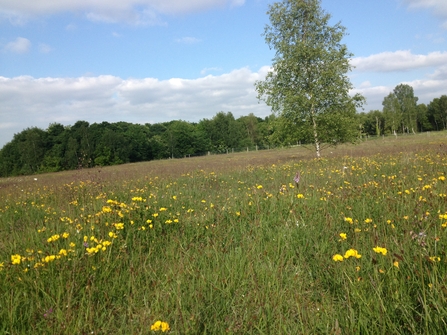 View of a grassland meadow with yellow flowers dotted through it and some trees in the distance.