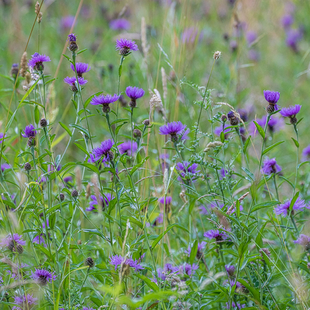 Purple wildflowers