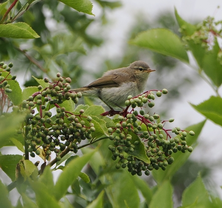 Chiffchaff among green elderberries