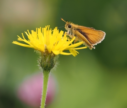 Essex skipper butterfly on dandelion