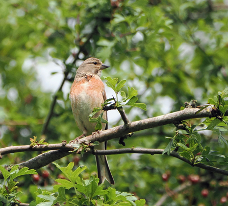 Male linnet among hawthorn branches