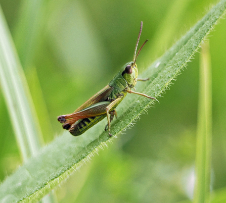 Meadow grasshopper clinging to stalk