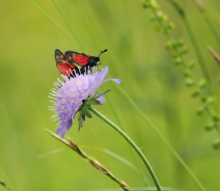 Six-spot burnet moths mating on field scabious