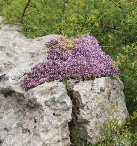 wild thyme on a limestone pavement