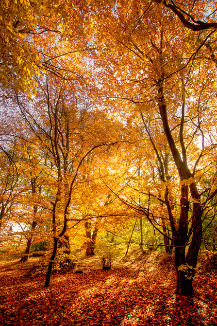 Golden leaved beech tree canopy