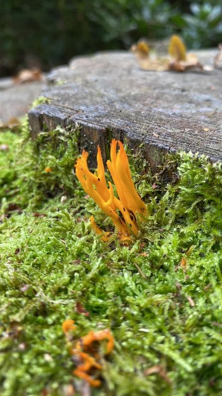 Yellow stagshorn fungus growing vertically upwards out of a mossy tree stump