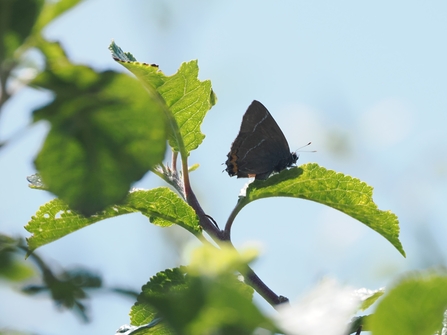 White-letter hairstreak butterfly, resting on a green leaf on a tree against a light blue sky backdrop on a nature reserve.