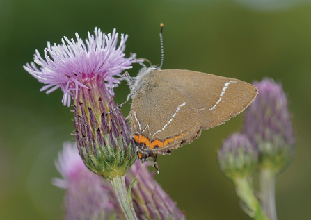 Whiteletter hairstreak butterfly resting on the side of a purple thistle head plant. It has brown wings, with two white hair looking streaks running through its wings. At the edge near its body, the wings are bright orange with a black line seperating the orange and brown.