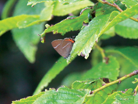 Whiteletter hairstreak butterfly resting on some green tree leaves. It has brown wings with two white hair like streaks running horizontally through them and bright orange in a w shape near its body.