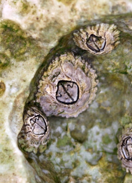 Barnacles