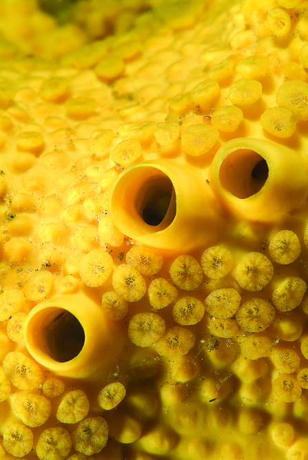 Boring sponge - Cliona celata