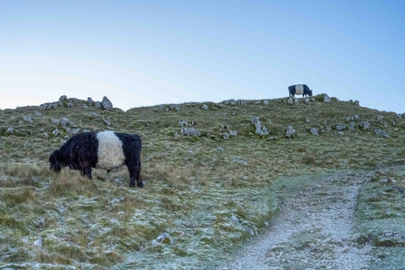 belted Galloways on a snowy winter mountain top in upland Yorkshire