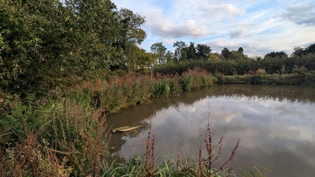 A large pond (centre right) is fringed by foliage, and plants with pink flowers.