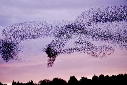 A swan shaped starling murmuration.