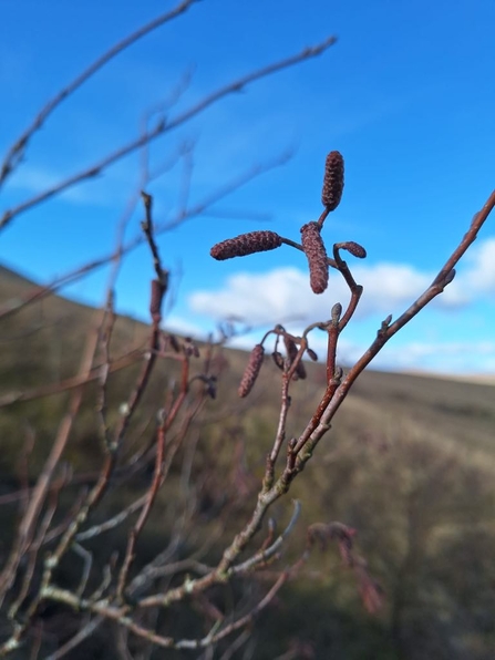 the buds of an alder tree in winter on a sloping Yorkshire Dale landscape with a blue sky.