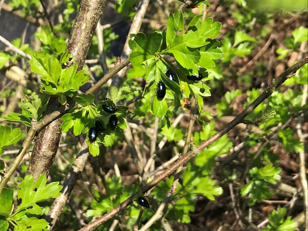 Alder leaf beetle