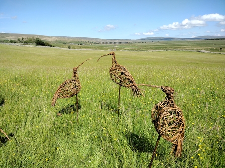 three willow curlews standing on the open grassy plane of Ingleborough on a sunny blue sky day.