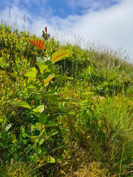 alder tree in bloom on Ingleborough mountain