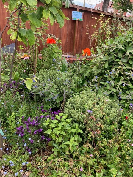 View of a blooming garden showing a flourishing garden for wildlife