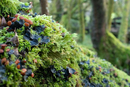 Tree lungwort growing in a forest, with trees in the background