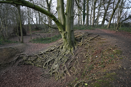 Gnarled tree with exposed roots on a woodland bank