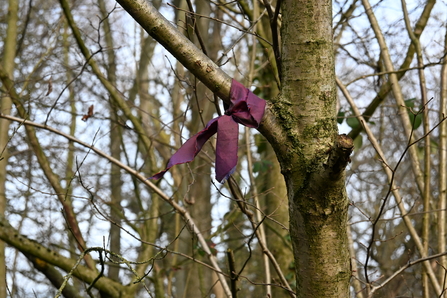 Purple ribbon tied around a tree in winter