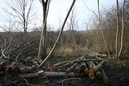 Pile of fence posts in woodland