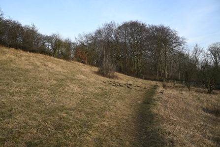 Meadow with bare trees and footpath