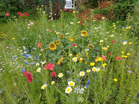 pollinator patch full of colourful flowers in long grass