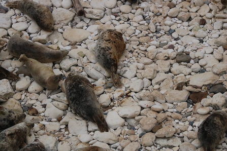 Grey seal on a white pebble beach