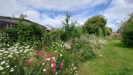 community wildlife garden in bloom