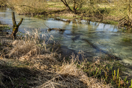 A tree laying in a chalk stream slowing the water flow