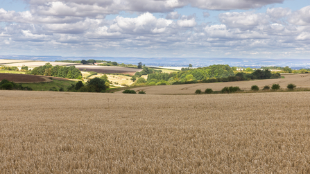 Landscape shot showing arable land on chalk hills
