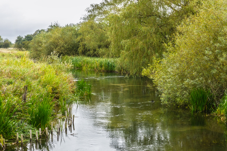 River Skerne in landscape, summer