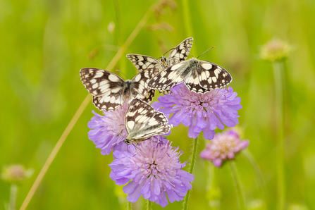 Marbled white butterflies on purple flowers