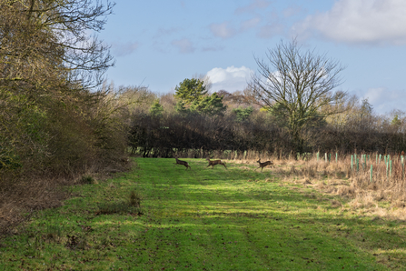 Deer running across a footpath