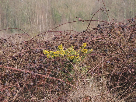 Gorse growing in a bramble thicket creates a splash of bright yellow