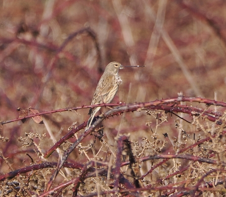 A female linnet perches among the thorns of a bramble thicket. The bird is carrying a twig in its beak