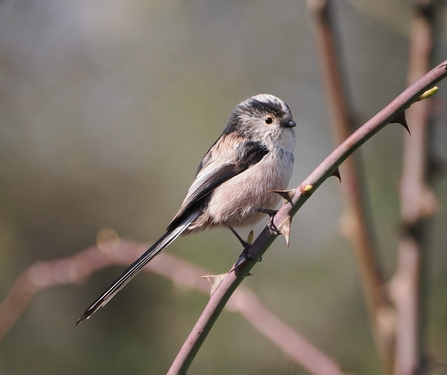 A long-tailed tit looks into the lens while perching on a thorny branch