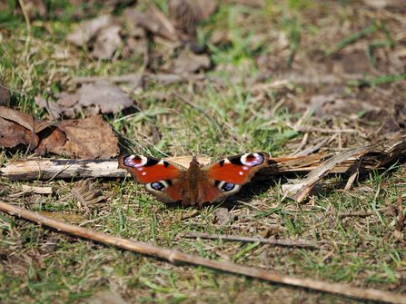 A peacock butterfly rests among grass, twigs and leaves