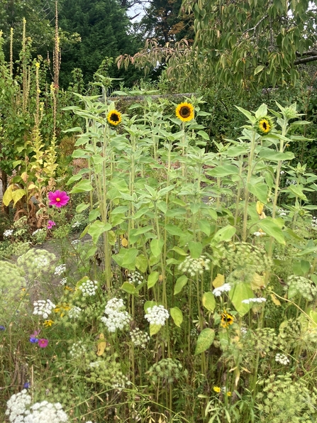 wildlife garden with sunflowers in the shot