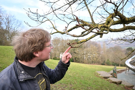Man pointing to a bud on a tree