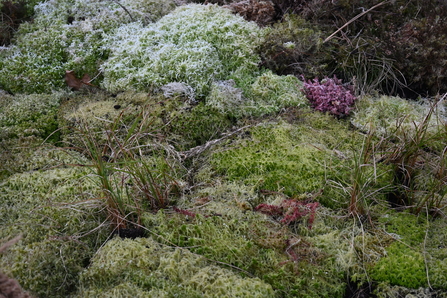 Bog garden with sphagnum moss