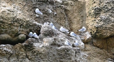Kittiwakes - Howard Roddie