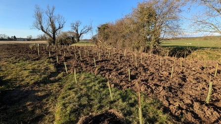 Trees planted across the field.