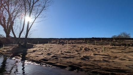 The bare bank face-on, showing the smooth surface and planted tree guards.