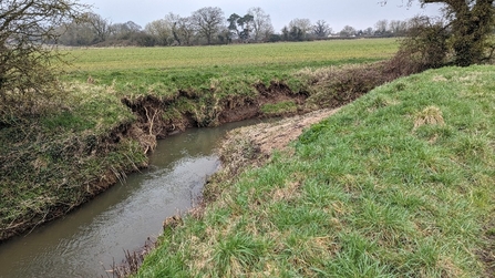 A stream cuts deep between two grassy banks, with much of the turf falling off a soily cliff into the water.