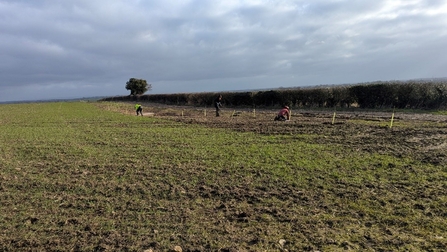 A number of people crouched planting trees in the background.