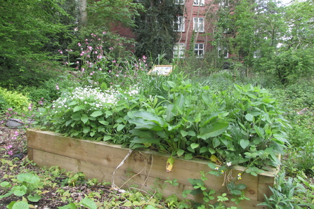 raised beds in a wildlife garden within a uni ground