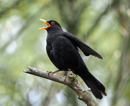 A male blackbird perches on a branch and sings while flapping its wings. The bird is black with a bright yellow beak and a yellow ring round its eye.